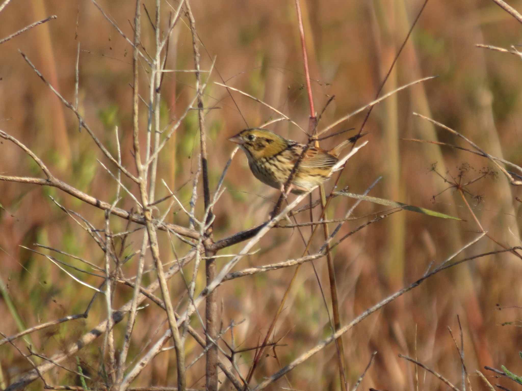Henslow's Sparrow