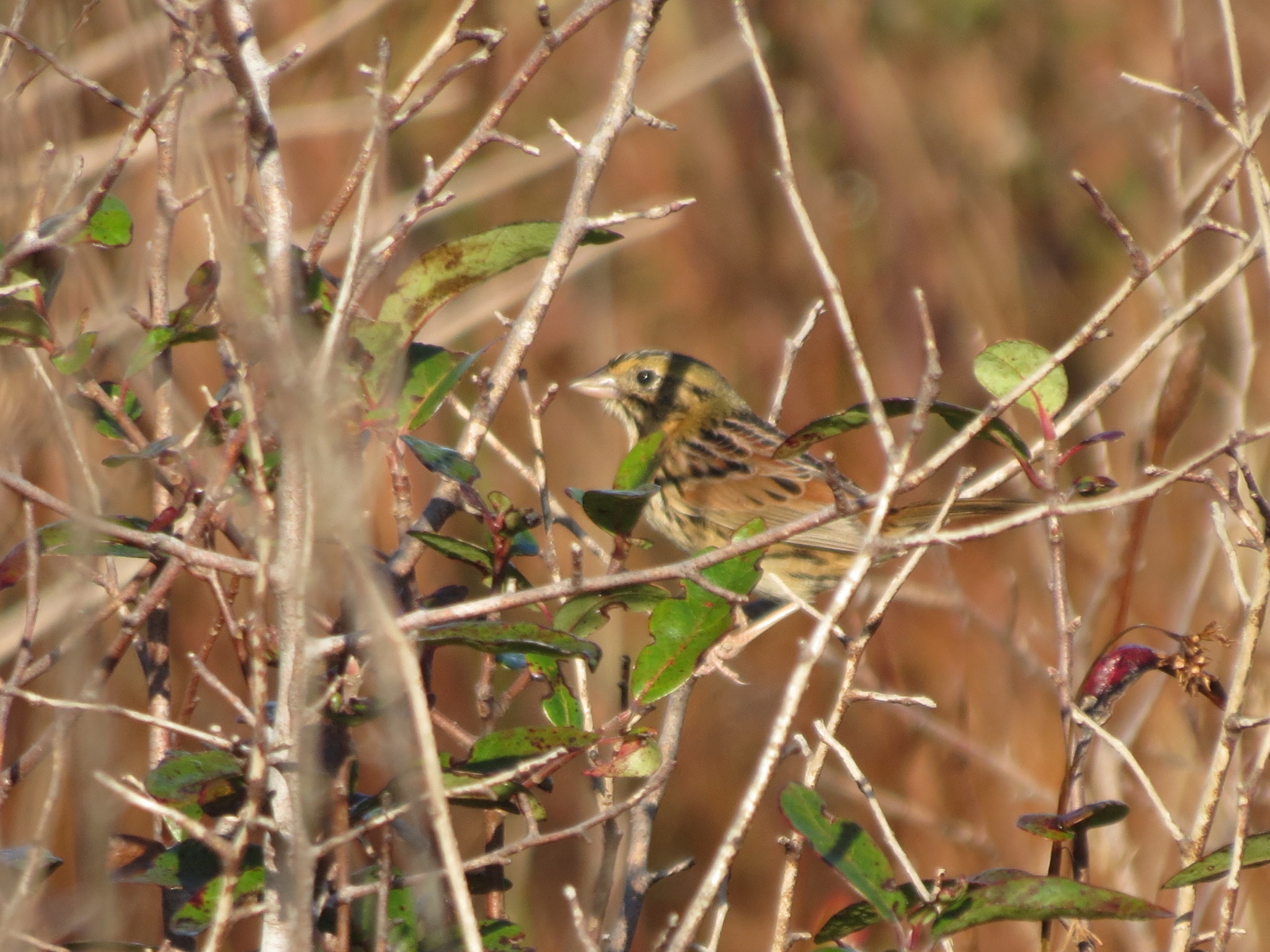 Henslow's Sparrow