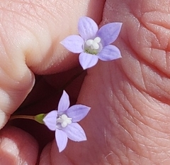 Wahlenbergia marginata