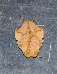 Travassosula subfumata