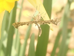 Amblyptilia punctidactyla
