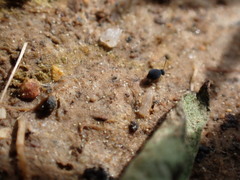 Sminthurinus atrapallidus