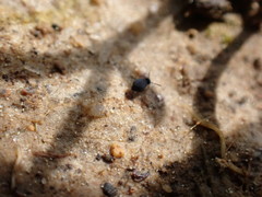 Sminthurinus atrapallidus