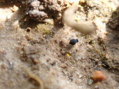 Sminthurinus atrapallidus