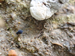 Sminthurinus atrapallidus