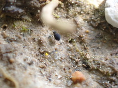 Sminthurinus atrapallidus