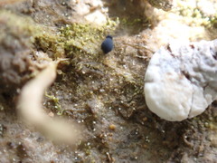 Sminthurinus atrapallidus