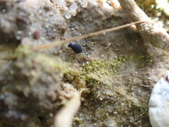 Sminthurinus atrapallidus