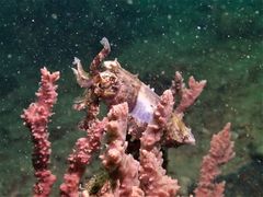 Sepia recurvirostra