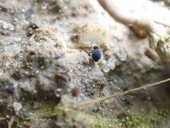 Sminthurinus atrapallidus