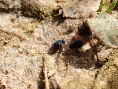 Sminthurinus atrapallidus
