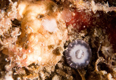 Astrangia woodsi
