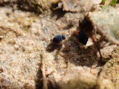 Sminthurinus atrapallidus