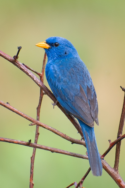 Blue Finch and Allied Sierra-Finches (Genus Porphyrospiza