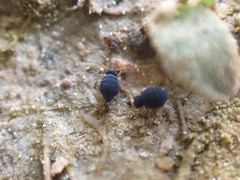 Sminthurinus atrapallidus