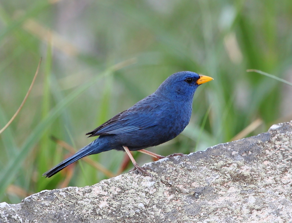 Blue Finch (Rhopospina caerulescens) · iNaturalist