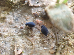 Sminthurinus atrapallidus