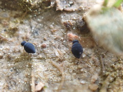 Sminthurinus atrapallidus