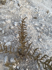 Halogeton glomeratus