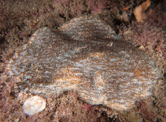 Coscinaraea mcneilli