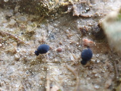 Sminthurinus atrapallidus
