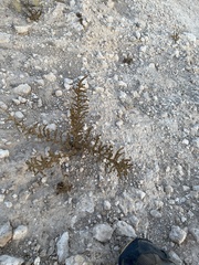 Halogeton glomeratus
