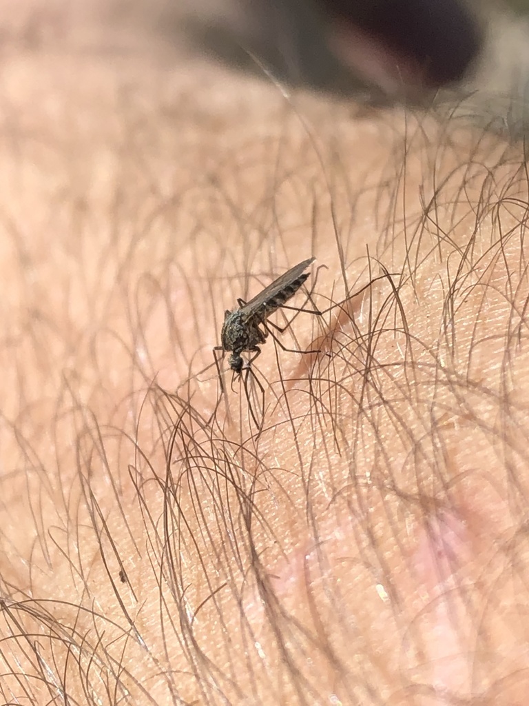 Aedes cataphylla