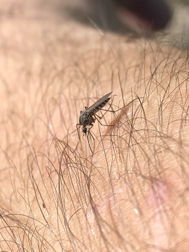 Aedes cataphylla