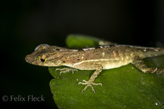 Anolis osa