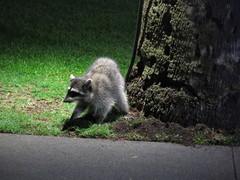 Procyon lotor psora