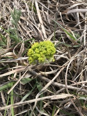 Lomatium foeniculaceum