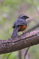 Rufous-Bellied Mountain-Tanager photo 1