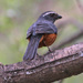 Rufous-bellied Mountain-Tanager - Photo (c) Ron Knight, some rights reserved (CC BY)