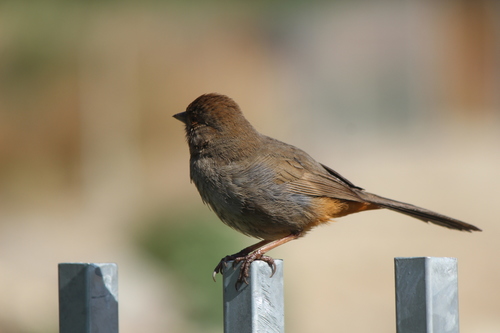 California Towhee, photo 7 of 10