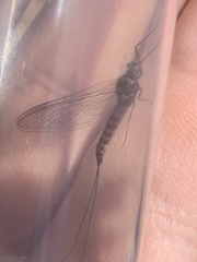 Siphlonurus alternatus