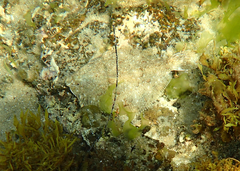 Rhombosolea tapirina