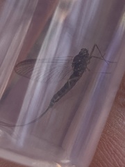 Siphlonurus alternatus