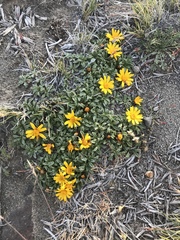 Notopappus prunelloides