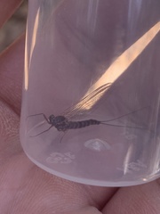 Siphlonurus alternatus