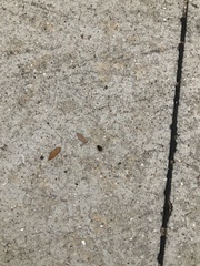 Coleoptera