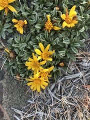 Notopappus prunelloides