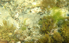 Rhombosolea tapirina