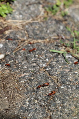 Pyrrhocoris apterus
