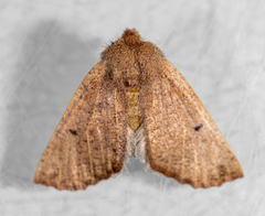 Dasycorsa modesta