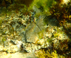 Rhombosolea tapirina