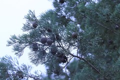 Callitris glaucophylla