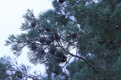 Callitris glaucophylla