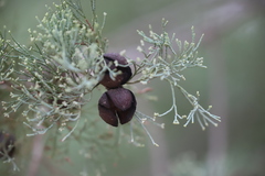 Callitris glaucophylla