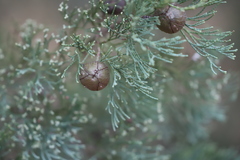 Callitris glaucophylla