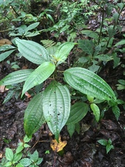 Miconia cornoides